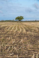 Image showing Lone tree in a harvested corn field