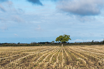 Image showing Lone tree in a stubble field