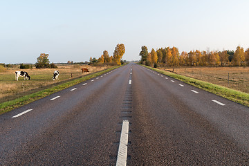 Image showing Grazing cattle by roadside