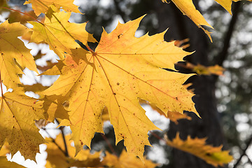 Image showing One colorful maple leaf