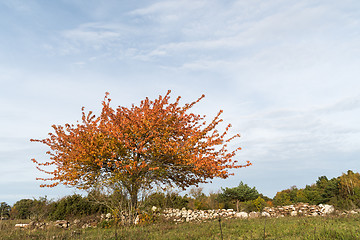 Image showing Colorful lone tree by a stone wall