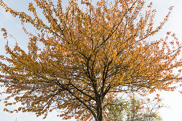 Image showing Sparkling colorful tree