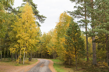 Image showing Winding country road through a fall colored forest