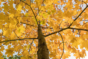 Image showing Clorful maple tree