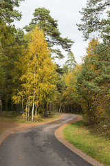 Image showing Winding country road in a colorful forest