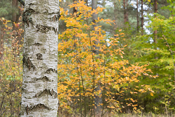 Image showing Birch tree trunk in a colorful forest