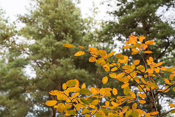 Image showing Colorful leaves at fall season