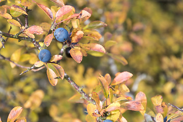 Image showing Matured sloe berrry