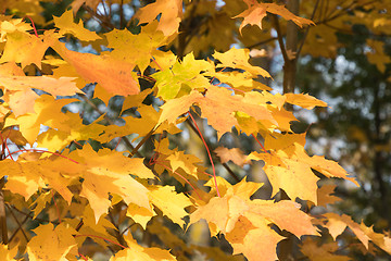 Image showing Colorful maple leaves