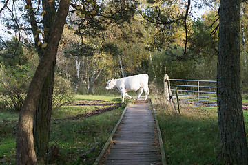 Image showing Cow crossing a wooden footbridge