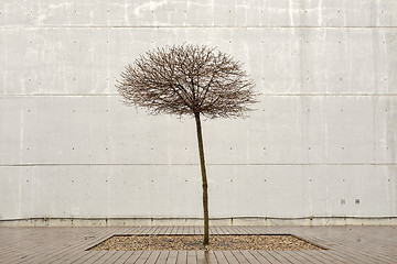 Image showing Lonely tree on a rainy day