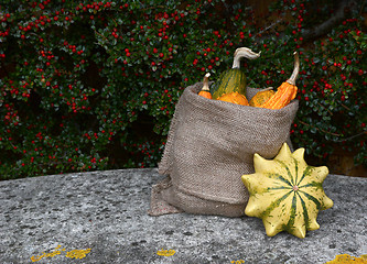 Image showing Full sack of ornamental gourds, with Crown of Thorns squash