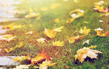 Image showing fallen autumn maple leaves on green grass