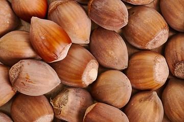 Image showing Hazelnut in a pile