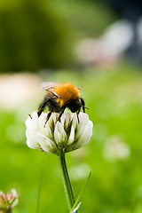 Image showing Bumblebee at flower