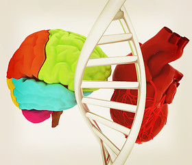 Image showing DNA, brain and heart. 3d illustration. Vintage style.