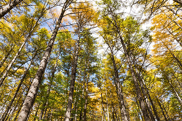 Image showing Autumn forest