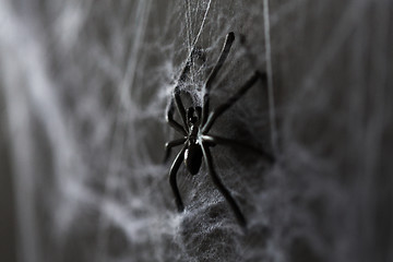 Image showing halloween decoration of black toy spider on cobweb