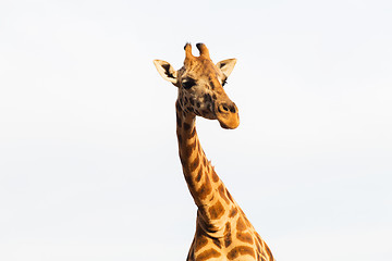 Image showing giraffe in africa