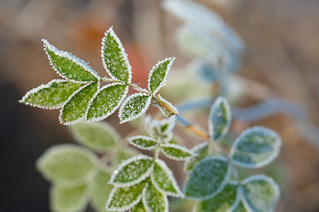 Image showing Frozen leaves with frost