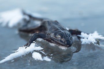 Image showing Frozen frog on ice