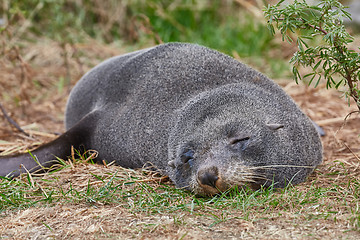 Image showing Young fur seal