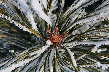 Image showing part of fir tree at winter 