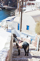 Image showing Donkey that works as tourist taxis on the island of Santorini, Cyclades, Greece.