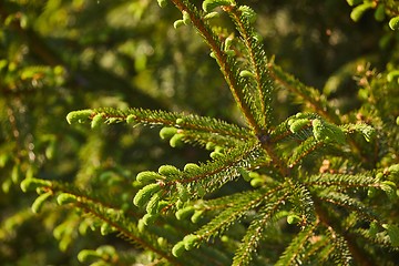 Image showing Pine Tree Closeup