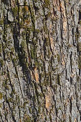 Image showing Tree Trunk Closeup