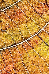 Image showing Autumn leaf texture