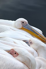 Image showing Pelican head closeup