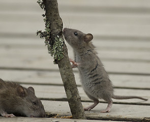 Image showing Brown Rat