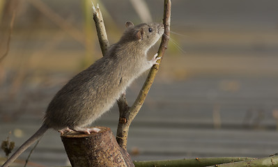 Image showing Brown Rat