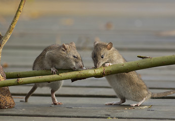 Image showing Brown Rat