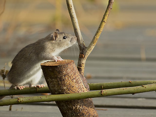 Image showing Brown Rat