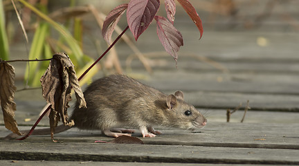 Image showing Brown rat