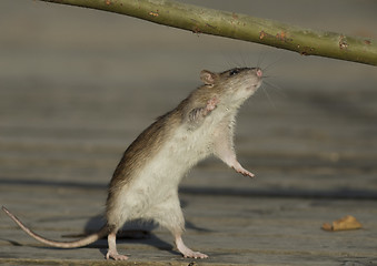 Image showing Brown rat