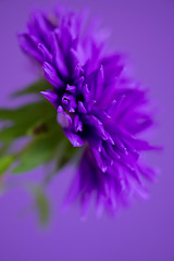 Image showing Close-up image of the flower Aster on purple background