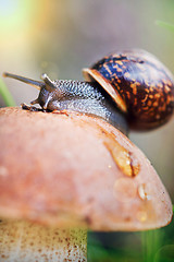 Image showing Macro shot of leccinum with snail.