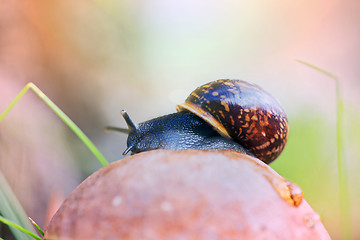 Image showing Snail on the top of leccinum mushroom