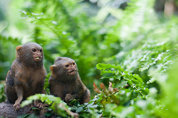 Image showing Pair of pygmy monkeys