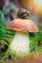 Image showing Leccinum on grass with snail
