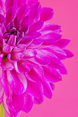 Image showing Macro image of the flower dahlia on pink background