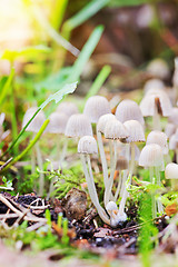 Image showing Toxic mushrooms