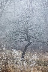 Image showing Winter tree frost