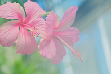 Image showing Tender macro shoot of pink hibiscus flowers