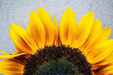 Image showing Blooming sunflower