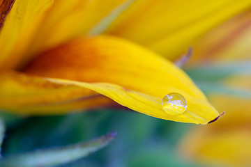 Image showing Macro drop on the sunflower petal