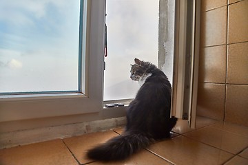 Image showing Cat staring outside